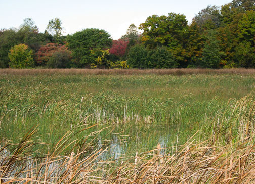 Beaver Meadow